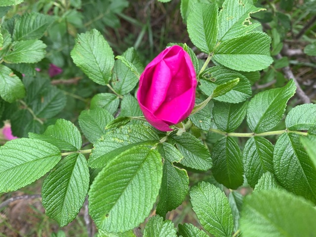 IMG_3945.jpeg