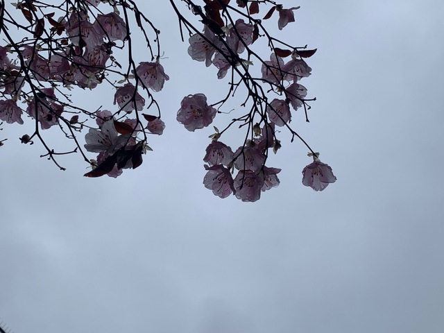 IMG_7091.jpeg