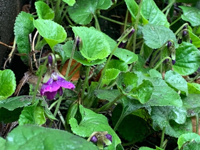 IMG_7095.jpeg