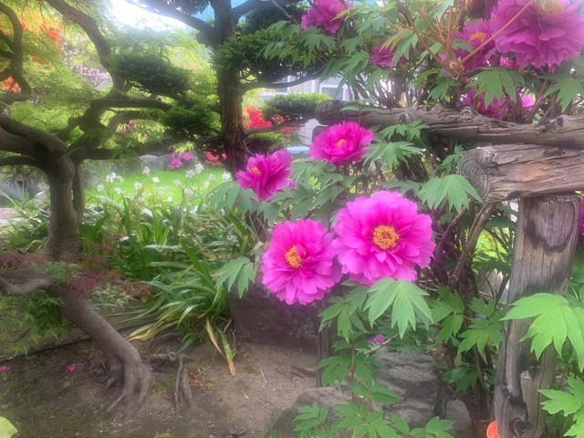 IMG_7573.jpeg
