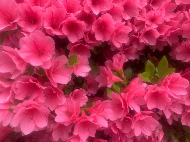 IMG_7580.jpeg