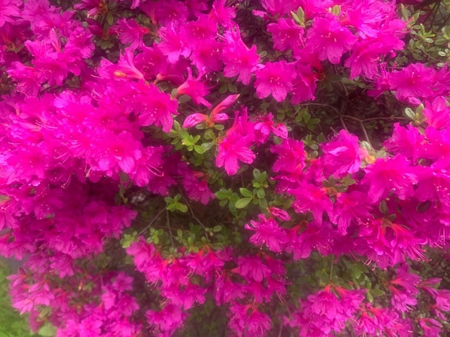 IMG_7581.jpeg