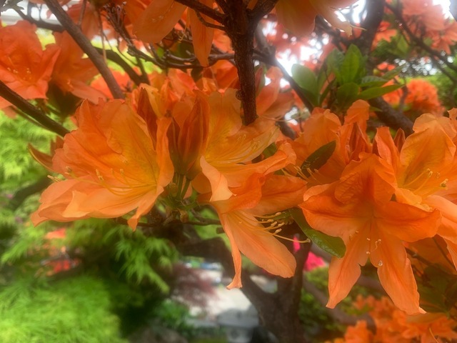 IMG_7586.jpeg