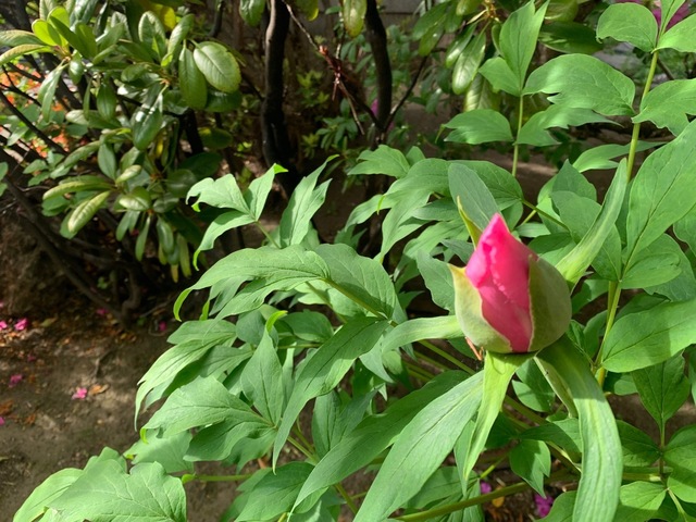 IMG_7591-422fe.jpeg